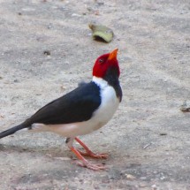 Little bird in the paradise